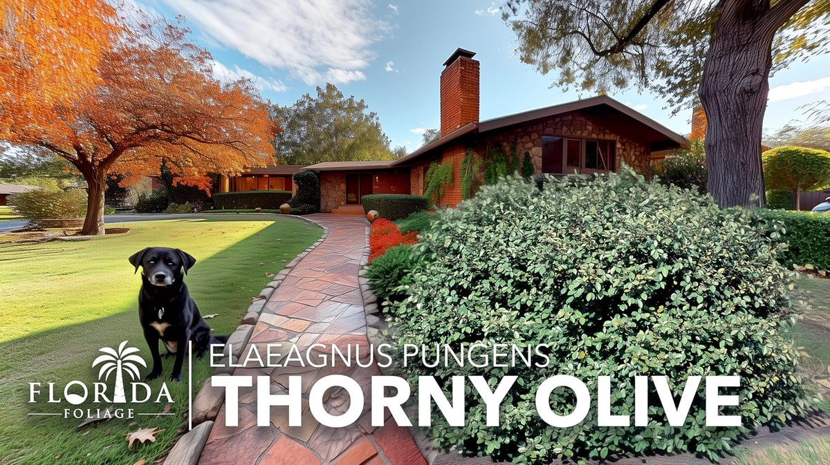 Elaeagnus Pungens I 30 Live Plants I Thorny Olive I Hardy Evergreen Shrub with Fragrant Blooms