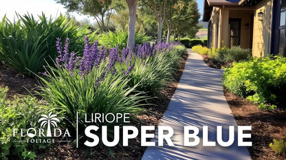 Super Blue Liriope Muscari - 40 Live Plants - Evergreen Ground Cover Grass