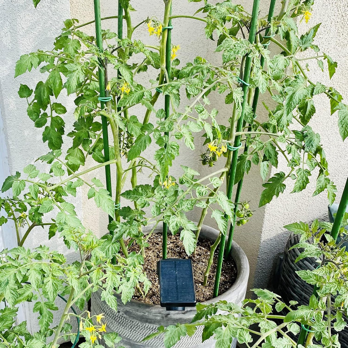 Garmeinea Garden Stakes 24 Inches Plastic Coated Steel Plant Stakes for Growing Climbing Plants