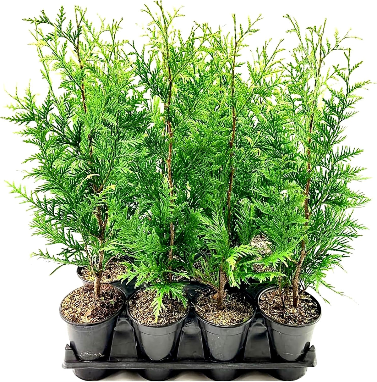 Thuja Arborvitae Green Giant - 12 Live Quart Size Plants - Evergreen Privacy Trees