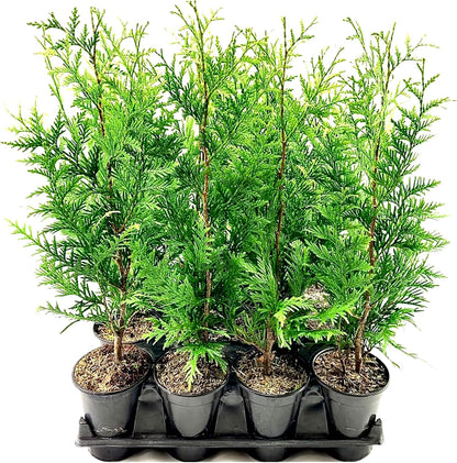 Thuja Arborvitae Green Giant - 12 Live Quart Size Plants - Evergreen Privacy Trees