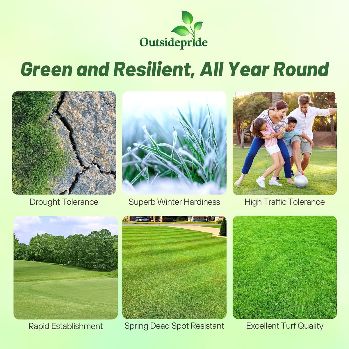 Outsidepride Yukon Bermuda Grass Seed - 5 lbs Cold & High Traffic Tolerant, Premium Hybrid Bermuda