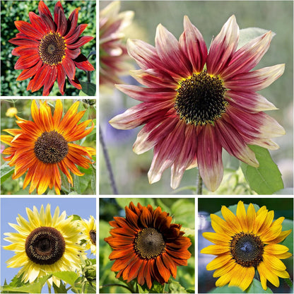Seed Needs Sunflower Seeds to Plant The Original Crazy Blend | 500+ Heirloom Seeds 15+ Varieties