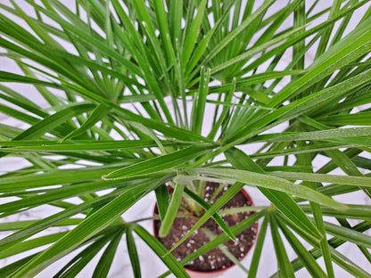 European Fan Palm - Tropical Plants of Florida - Live Palm Tree Plant - Overall Height 30" to 36"