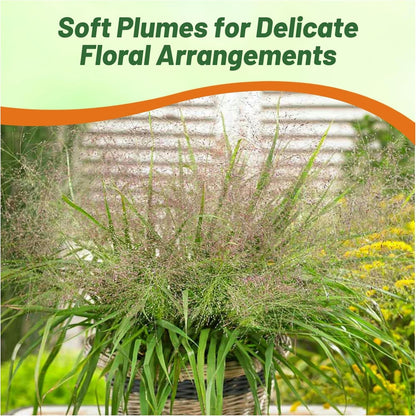 Outsidepride 1000 Seeds Perennial Eragrostis Spectabilis Ornamental Love Grass Seed for Planting
