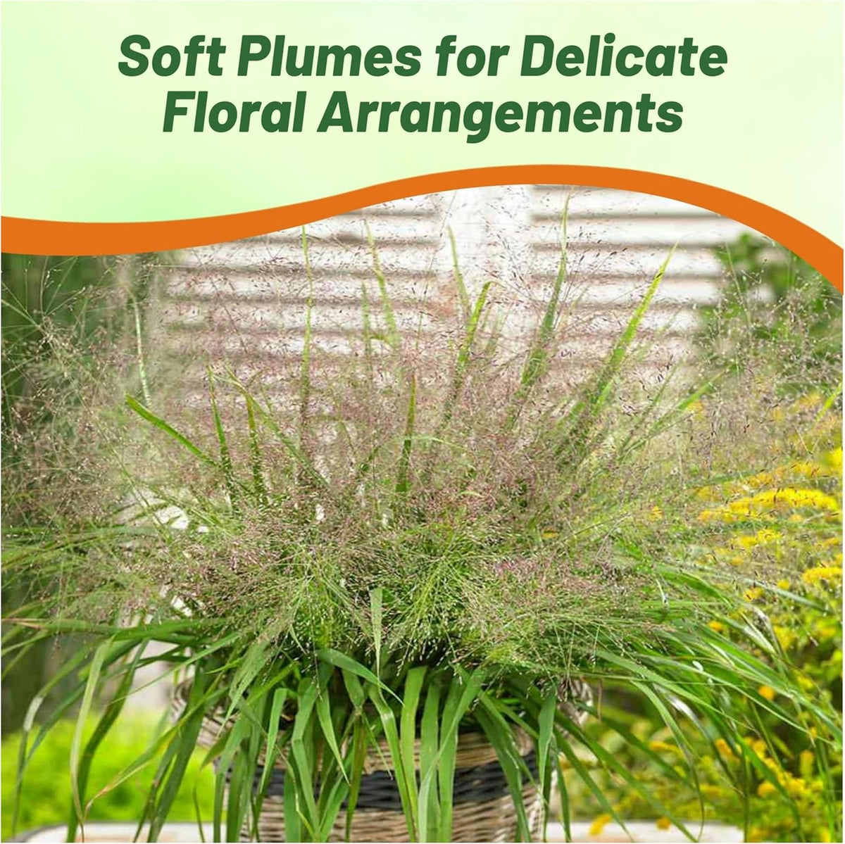 Outsidepride 500 Seeds Perennial Eragrostis Spectabilis Ornamental Love Grass Seed for Planting