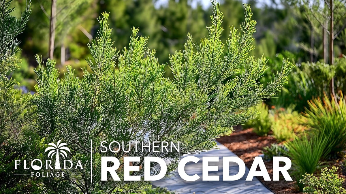 Southern Red Cedar | 40 Live Plants | Juniperus Virginiana Silicicola | Evergreen Privacy Trees |