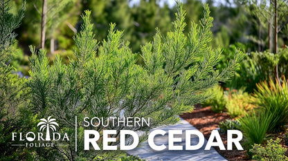 Southern Red Cedar | 40 Live Plants | Juniperus Virginiana Silicicola | Evergreen Privacy Trees |