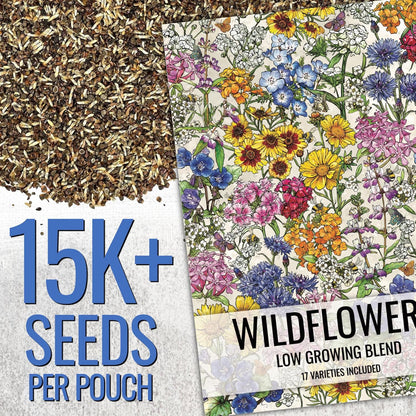Seed Needs Low Growing Wildflower Flower Seeds for Planting | 2 Packs (1 Ounce Each) Mixture/Blend