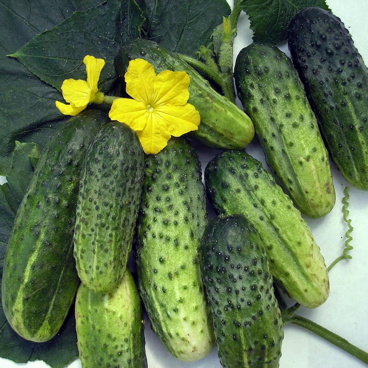 Seeds Rare Cucumber Titus F1 45 Days Early Pickling Vegetable for Planting Non GMO