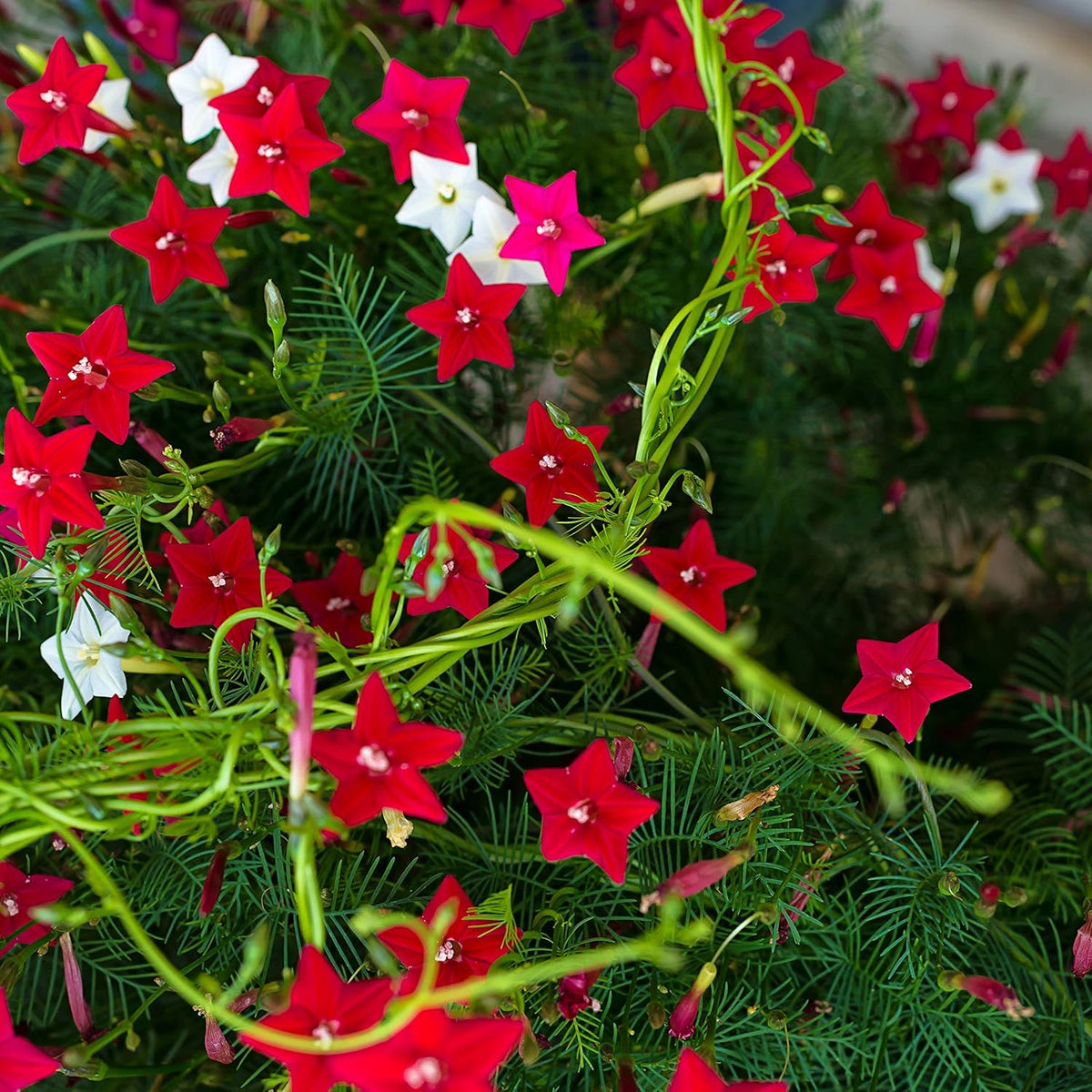 Outsidepride Mixed Cypress Vine Seeds - 200 Pcs Annual Flower Seeds with Nectar-Rich, Star-Shaped