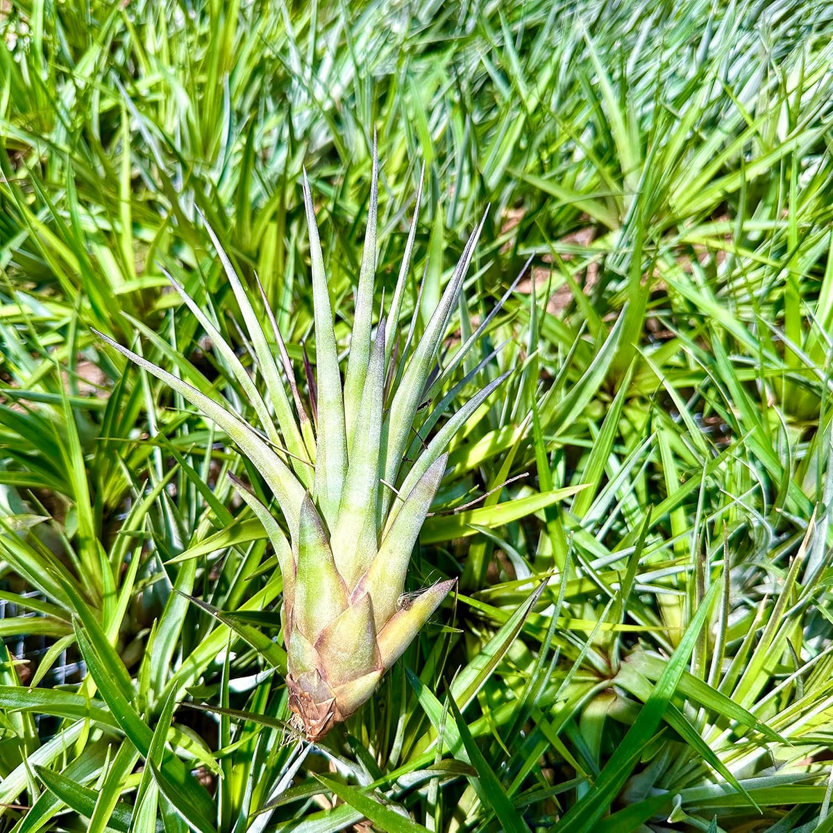 ragnaroc Air Plants - Tillandsia Fasciculata Tricolor, Large 4-6" - 3ct - Live Arrival Guaranteed