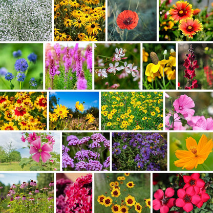 Southeastern Wildflower Seeds Bulk – 5 lb, 3.2 Million+ Seeds – Native Wildflower Seed Mix for