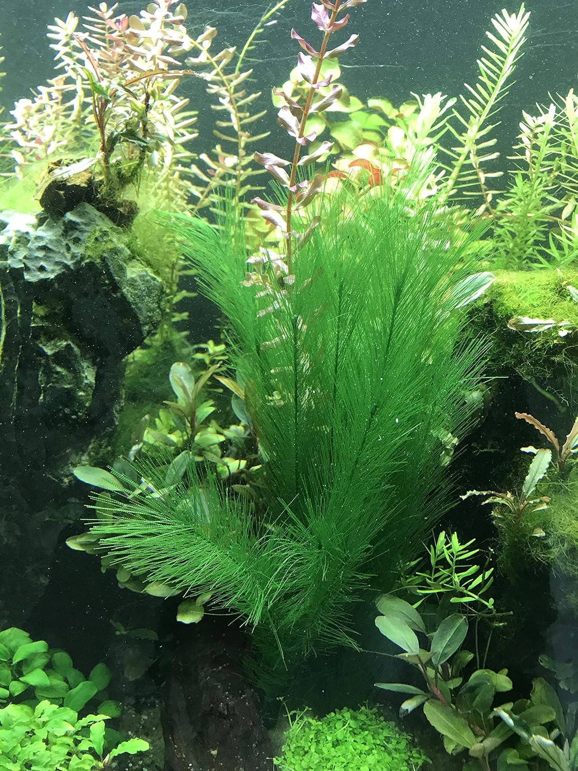 BEGONDIS Aquarium Decorations 5Pcs Fish Tank Artificial Green Water Plants Made of Silk Fabrics