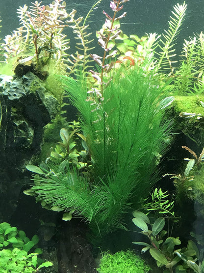 BEGONDIS Aquarium Decorations 5Pcs Fish Tank Artificial Green Water Plants Made of Silk Fabrics