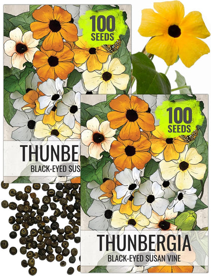 Seed Needs, Black-Eyed Susan Vine Seeds - 100 Heirloom Seeds for Planting Thunbergia alata - Annual
