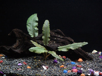 24 Plants Bundle / 6 Species Live Aquarium Plants Package - Microsorum, Amazon Sword, Anubias
