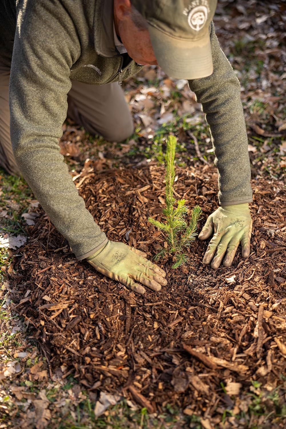 Black Spruce Live Tree Plug Seedlings | 6"-12" | Arbor Day Foundation (5-Pack)