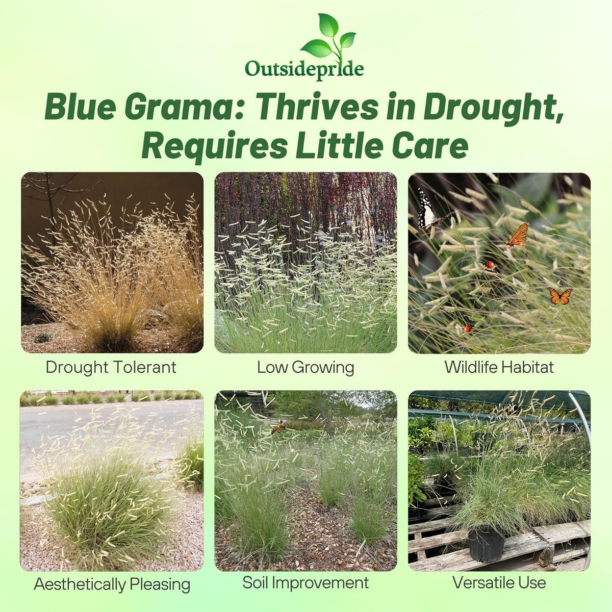 Outsidepride Blue Grama Native Grass Seed - 1 lb. Perennial, Drought Tolerant & Low Maintenance