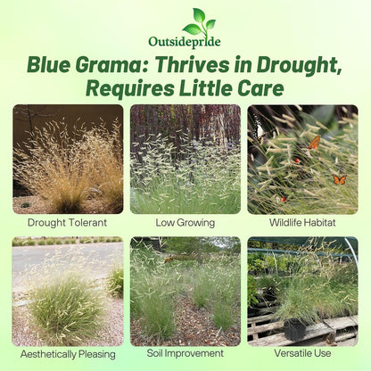 Outsidepride Blue Grama Native Grass Seed - 1 lb. Perennial, Drought Tolerant & Low Maintenance