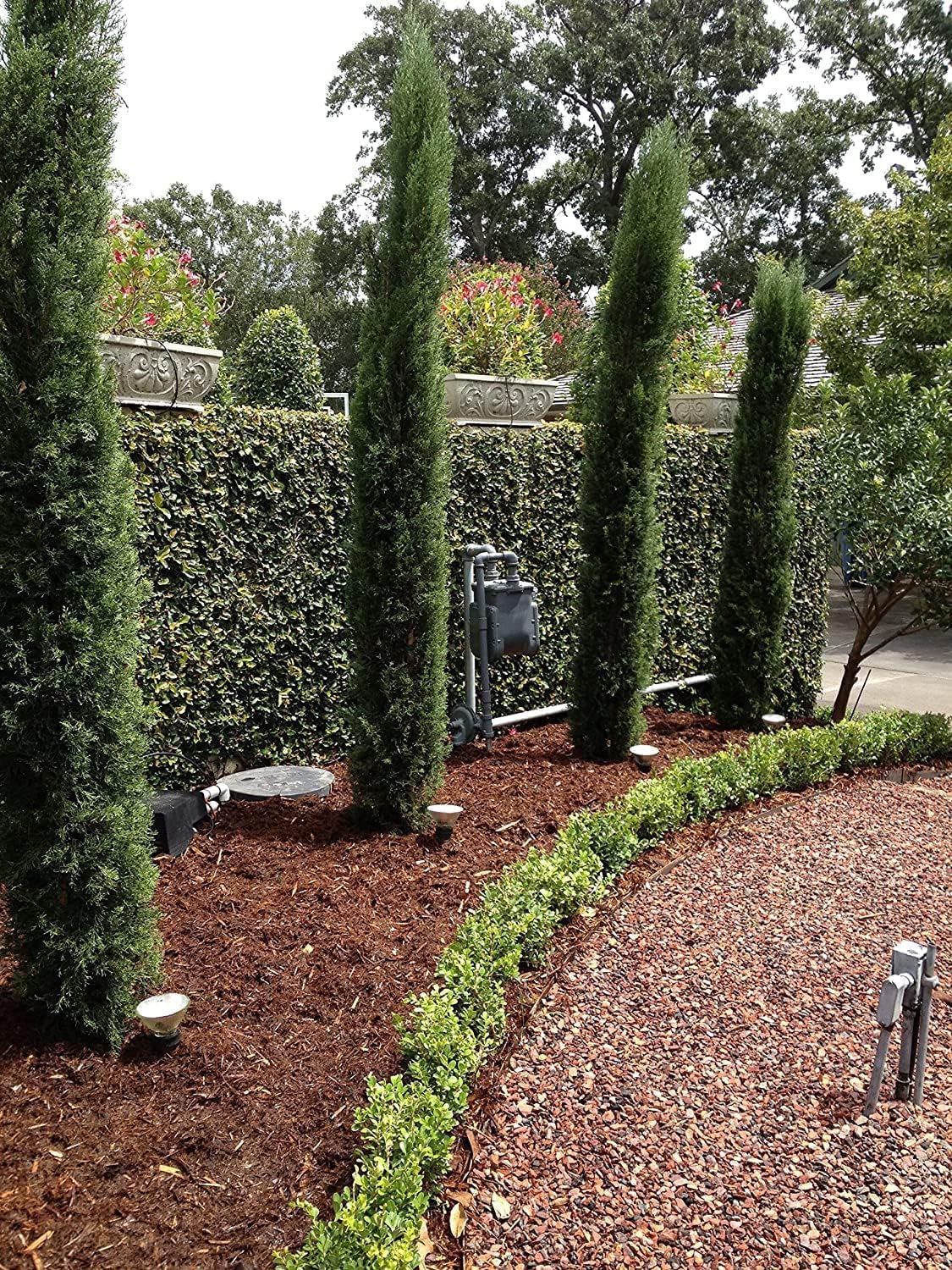 Florida Foliage Italian Cypress Tree | 10 Live Seedlings Cupressus Sempervirens Formal Elegant