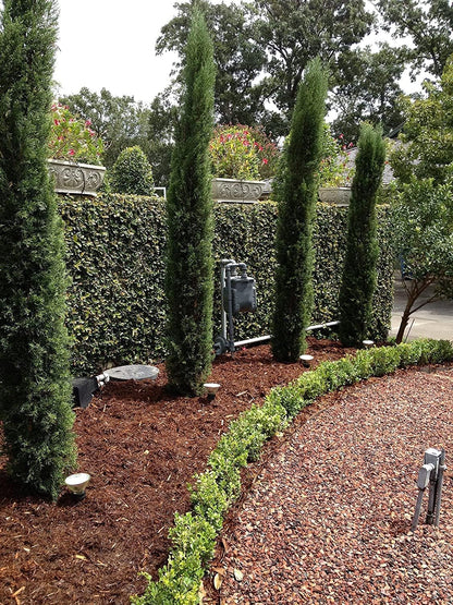 Florida Foliage Italian Cypress Tree | 10 Live Seedlings Cupressus Sempervirens Formal Elegant