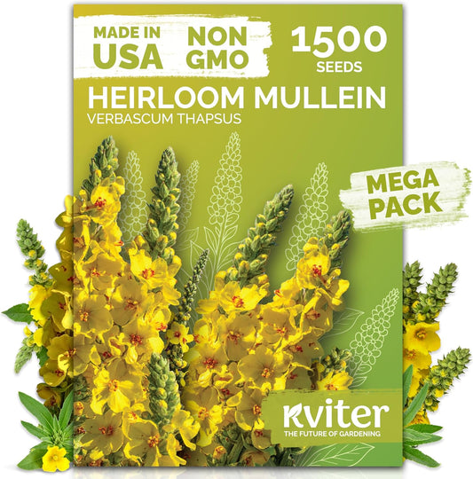 KVITER 1,500 Mullein Seeds for Planting (Verbascum Thapsus) – Mullein Herb, Heirloom Seed Non GMO
