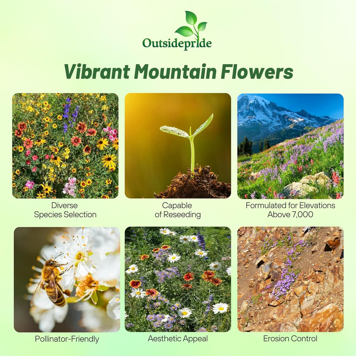 Outsidepride Mountain Wild Flower Seed Mix - 1/4 lb Premium Blend of Annual & Perennial Wildflower