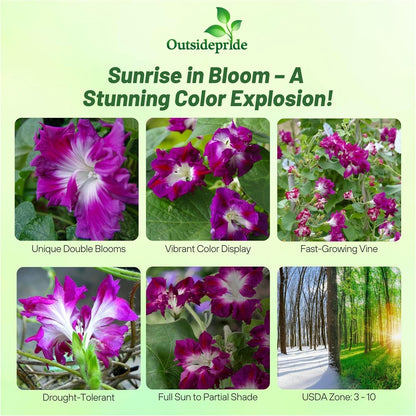 Outsidepride Sunrise Serenade Morning Glory Seeds - 100 Pcs. Annual, Climbing & Vining Flower Seeds