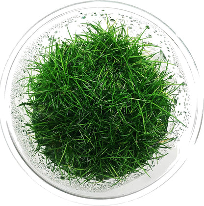 Greenpro Dwarf Hairgrass Live Aquarium Plants Tissue Culture Cup Freshwater Fish Tank Decorations