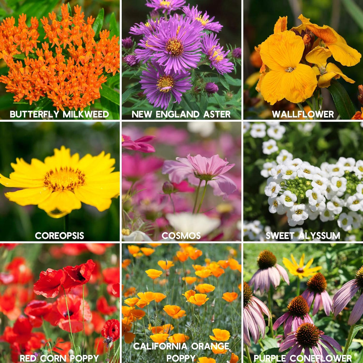Wildflower Seeds Bulk, 2 Oz. 80,000+ Seeds – Save The Bees Mix with 19 Non-GMO Varieties – Bee