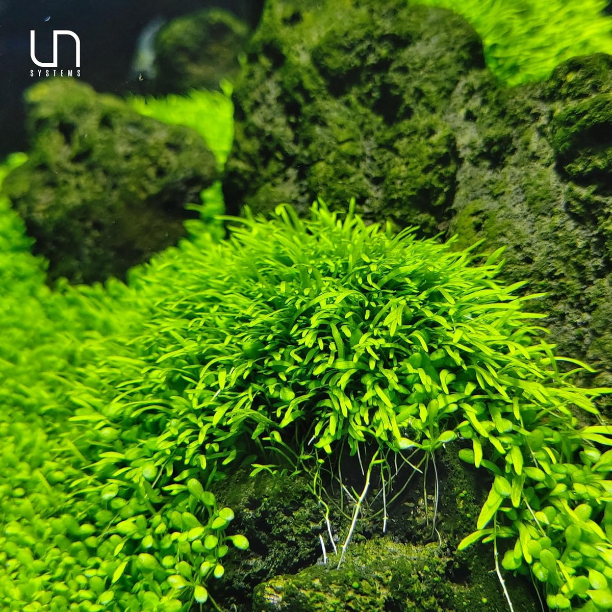 UNS Snail Free TC Utricularia Graminifolia (UG) - Medium to High Light, Bright Green Accent Aquatic