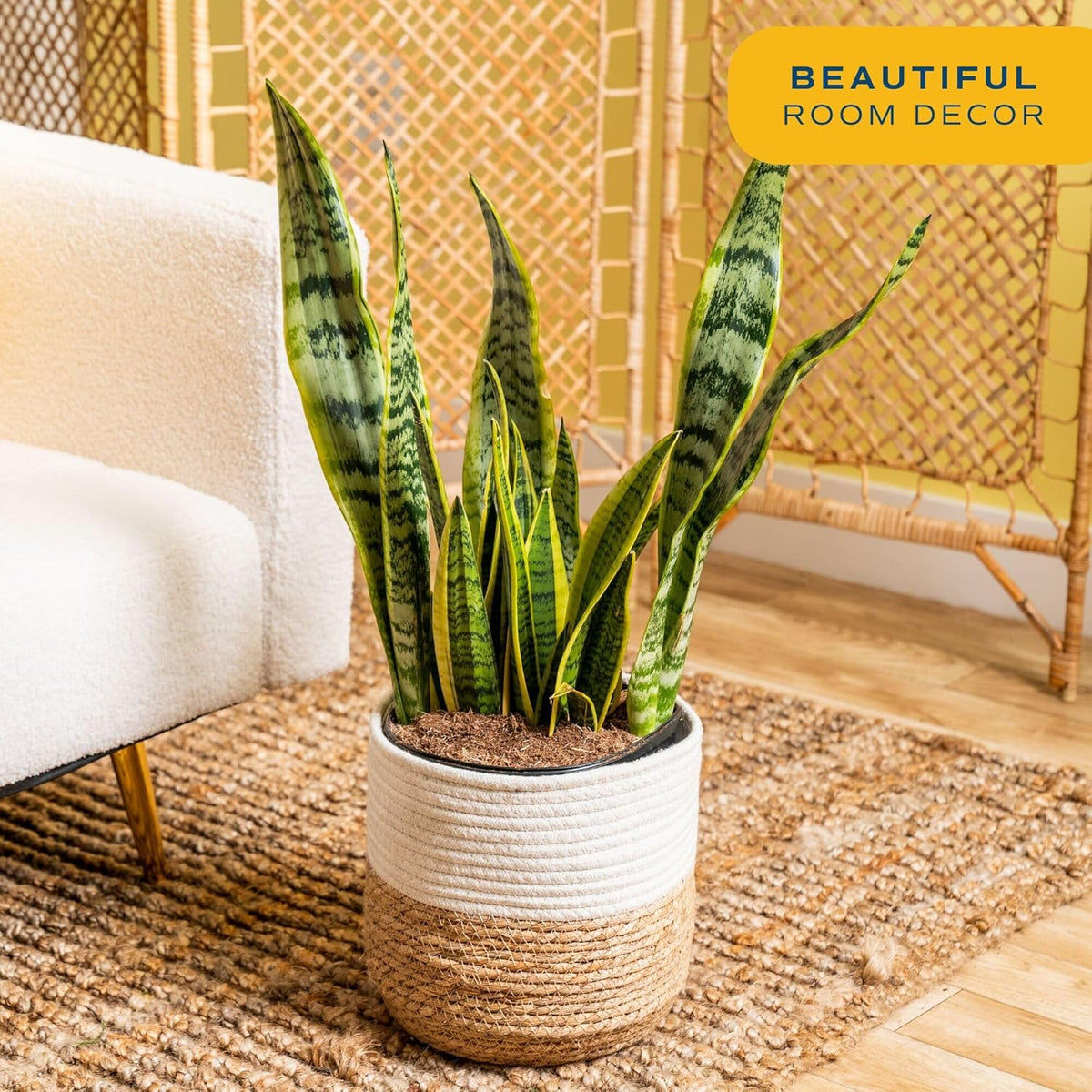 Costa Farms Live Snake Plant, Sansevieria, Easy Care House Plant in Modern Decor Pot, Houseplant in