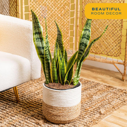 Costa Farms Live Snake Plant, Sansevieria, Easy Care House Plant in Modern Decor Pot, Houseplant in