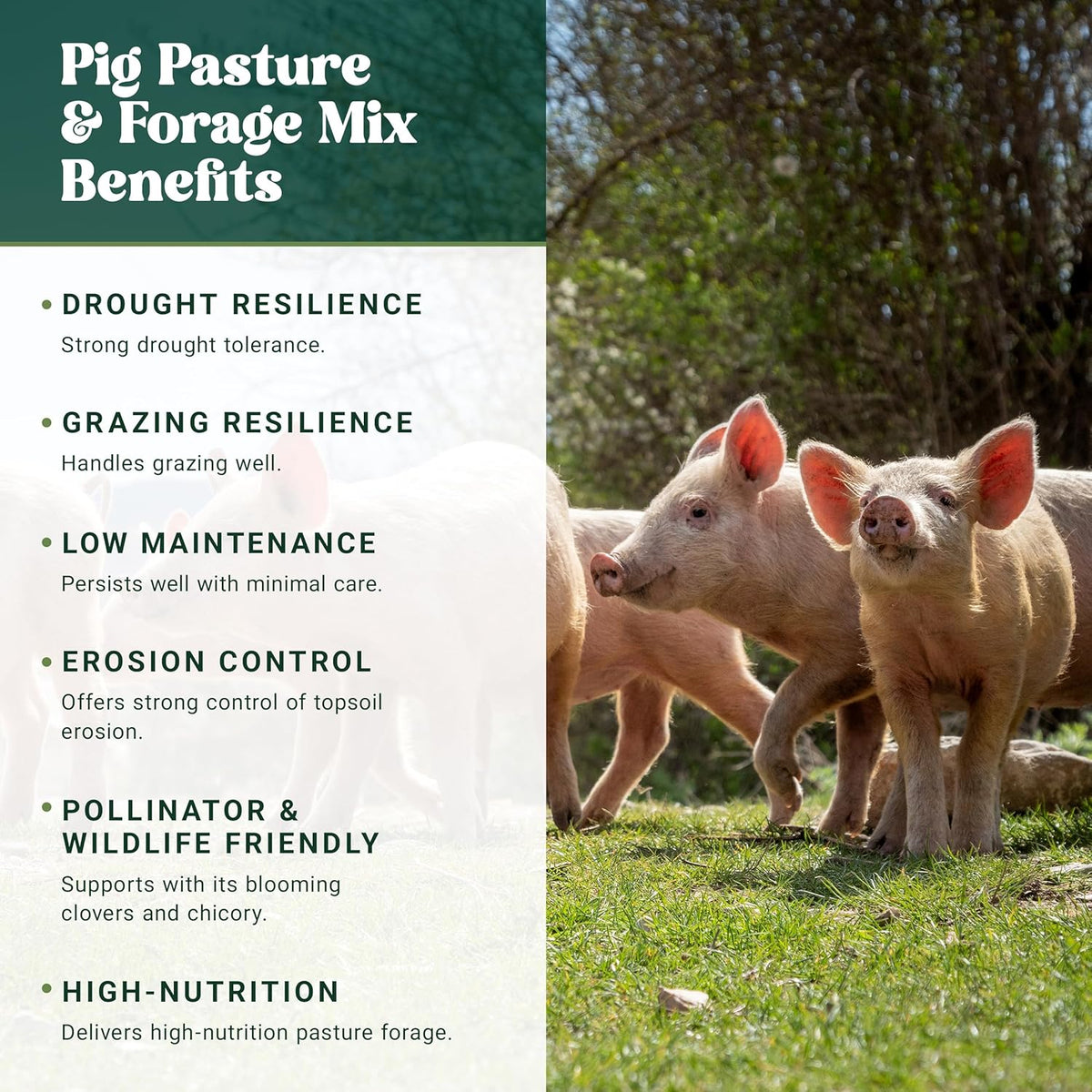 Nature’s Seed Pig Forage Mix, Pasture Grass Seed Blend, Wildlife Food Plot for Deer, Elk and More