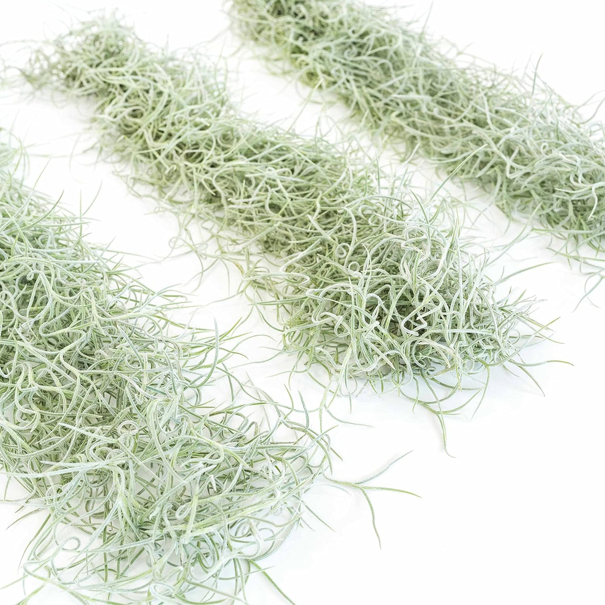 6 Pack Thick Colombian Spanish Moss Live Strands with Wire Hook - Tillandsia Usneiodes - Live