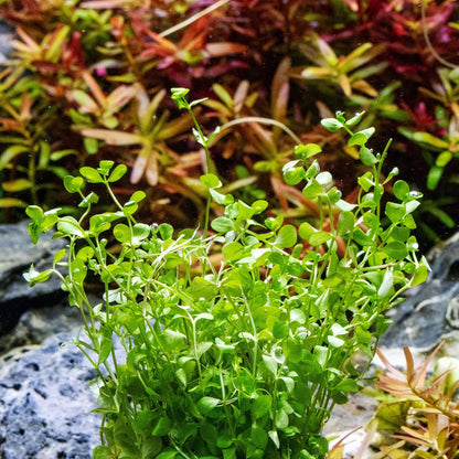 Ultum Nature Systems Micranthemum Monte Carlo Tissue Culture Live Plant for Aquarium, Aquascape