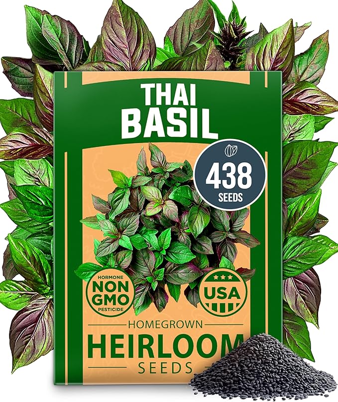 HOME GROWN Thai Basil Seeds Pack - 438 High Germination 𝗡𝗢𝗡-𝗚𝗠𝗢 𝗨𝗦𝗔 Heirloom Herb Seeds