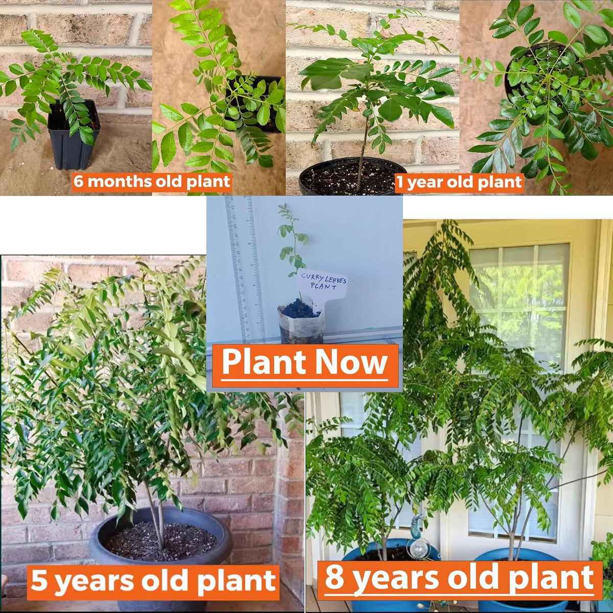 Curry Leaf Plant. Live Plant. Fragrant, Beautiful, Edible. Easy Grow. Indian Cooking Must Have.