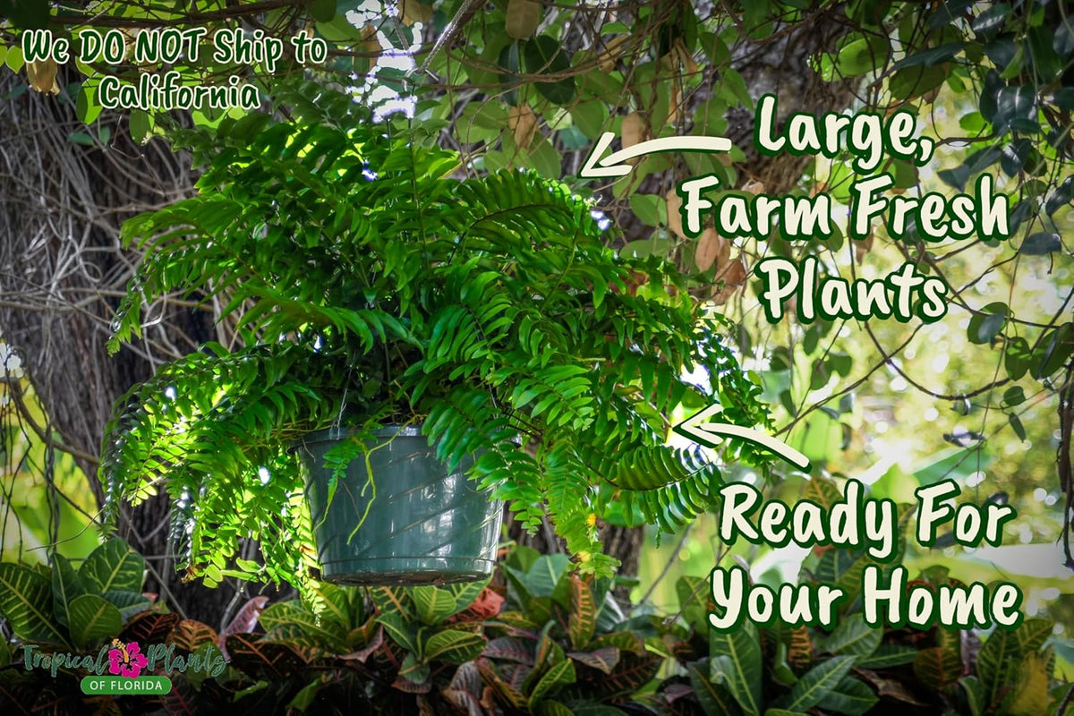 Live Boston Fern Hanging Basket Plant (10" Hanging Basket) - Overall Spread 25" to 30" - Tropical
