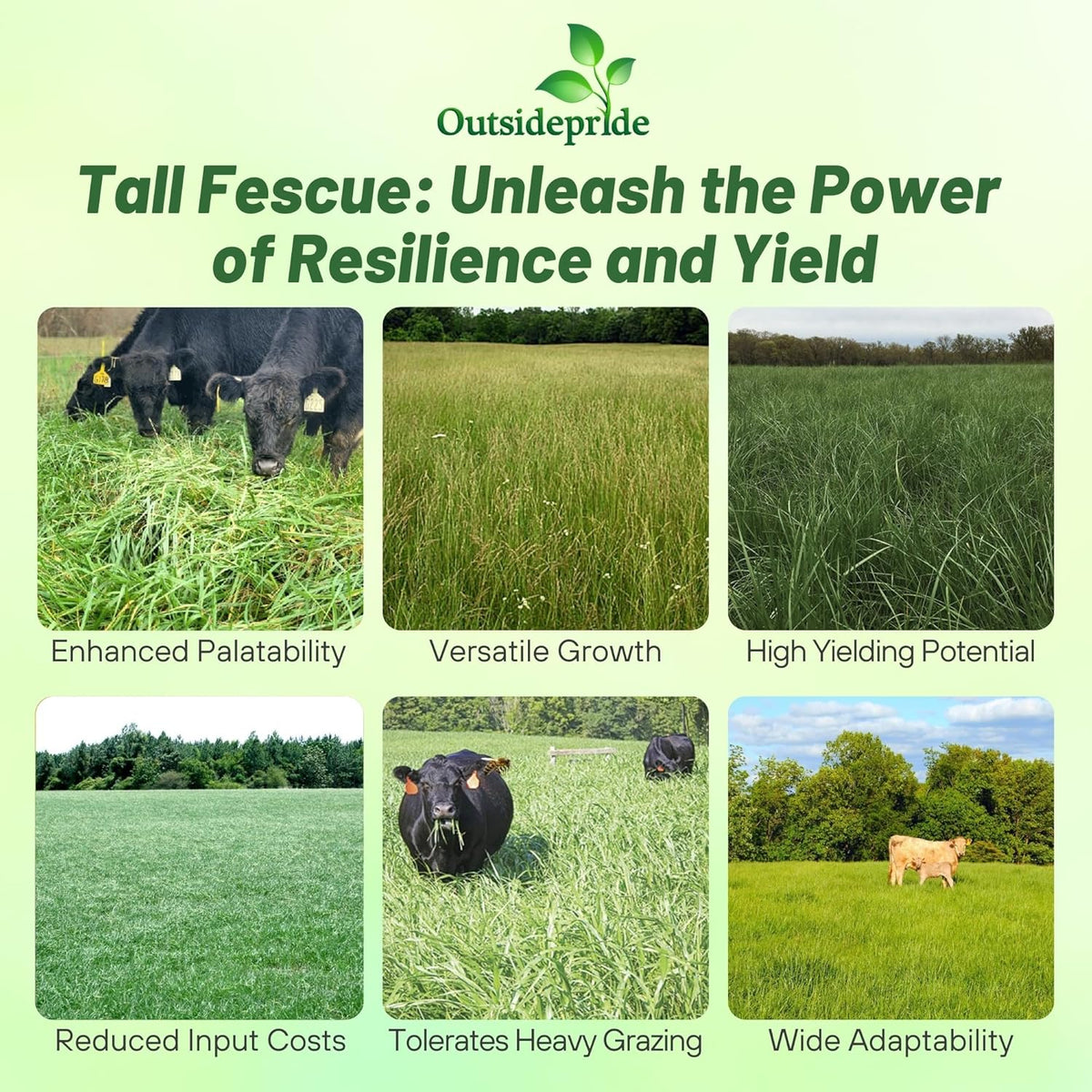 Outsidepride Forage Tall Fescue Grass Seeds - 25 lb. Perennial, Drought-Tolerant & Easy to Grow