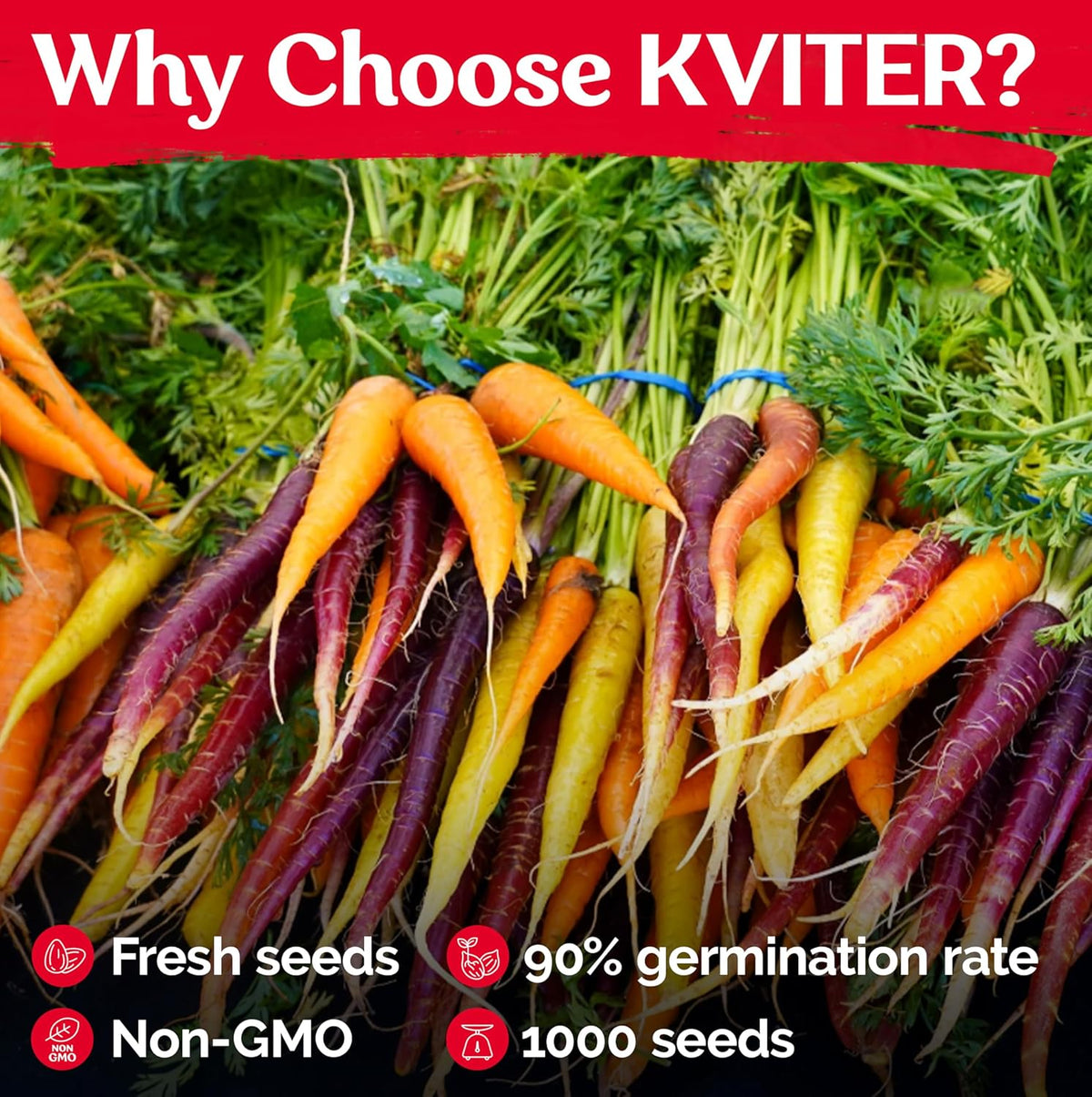 KVITER 1,000 Rainbow Carrot Seeds (Daucus Carota) - Baby Carrots Mix, Sweet & Tender Taste