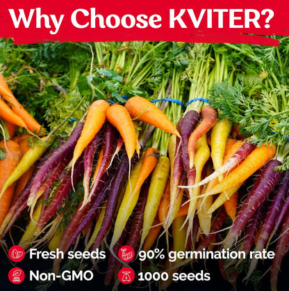 KVITER 1,000 Rainbow Carrot Seeds (Daucus Carota) - Baby Carrots Mix, Sweet & Tender Taste