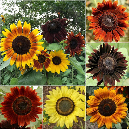 Seed Needs Sunflower Seeds to Plant Sunset Blend 7 Varieties Mix | 750+ Seeds Helianthus Annuus