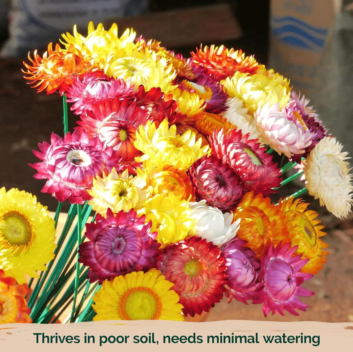 KVITER 1,500 Tall Mix Strawflower Seeds for Planting (Xerochrysum/Helichrysum Bracteatum) — Golden