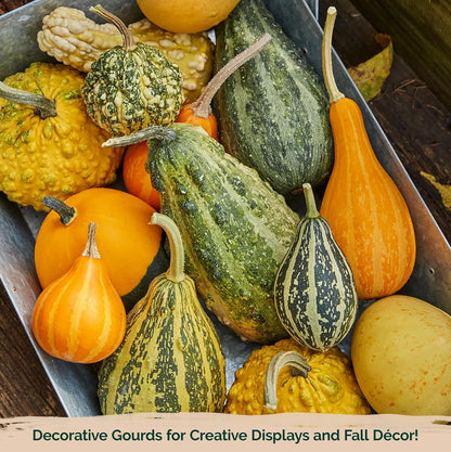 KVITER 50 Small Gourd Seeds Mix (Cucurbita Pepo) – Ornamental Fall Decor Gourds, Non GMO & Organic