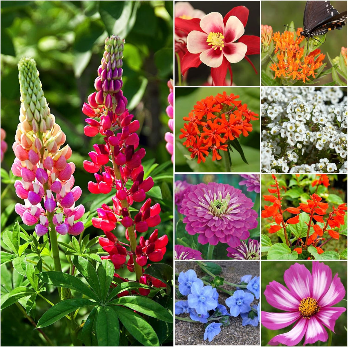 Seed Needs Wildflower Seeds Hummingbird and Butterfly Seed Mix | 5 Packs (1 Ounce Each) No Filler