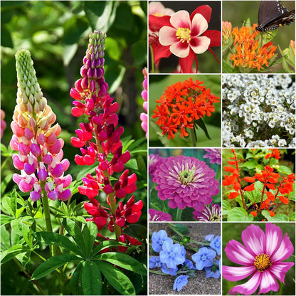 Seed Needs Wildflower Seeds Hummingbird and Butterfly Seed Mix | 5 Packs (1 Ounce Each) No Filler
