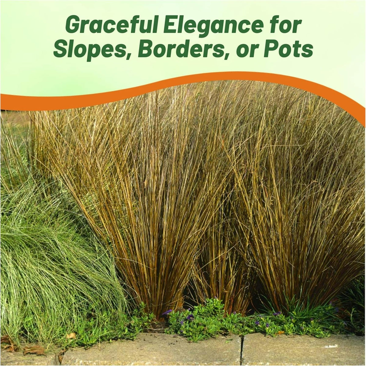 Outsidepride Carex Red Rooster Ornamental Grass Seed – 400 Pcs. Perennial, Low-Maintenance