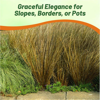 Outsidepride Carex Red Rooster Ornamental Grass Seed – 400 Pcs. Perennial, Low-Maintenance